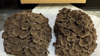 【美味しさに驚愕】ふるさと納税で感動したおすすめ黒舞茸を徹底レビュー！